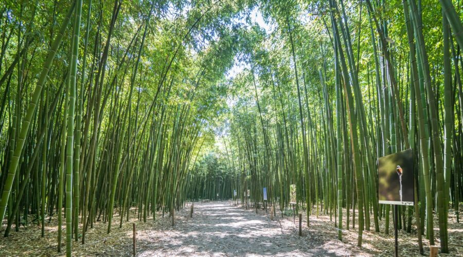 The Science Behind Bamboo as a Sustainable Solution